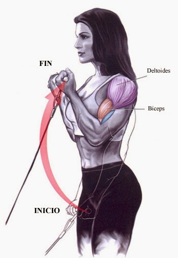 curl en polea baja con barra recta